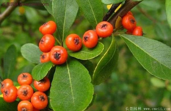 沭阳火棘苗、火棘球 沭阳火棘苗、火棘球