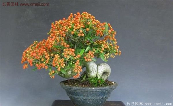 沭阳火棘 沭阳火棘