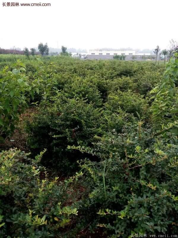 沭阳火棘基地 沭阳火棘基地