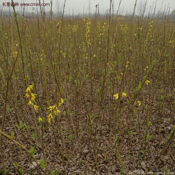 沭阳连翘基地