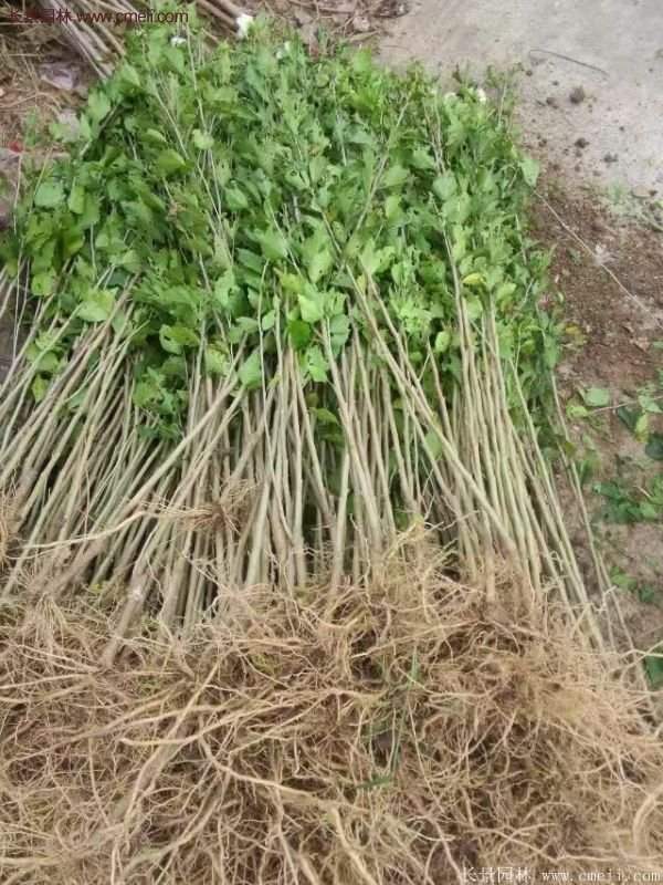 木槿树