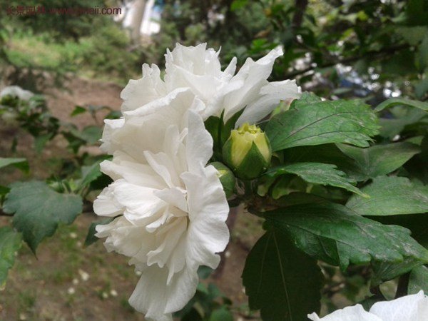 白花重瓣木槿图片