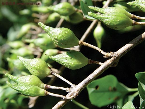 连翘种植 连翘种植