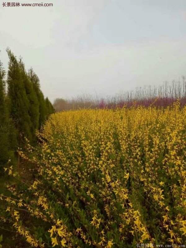 连翘树苗 连翘树苗