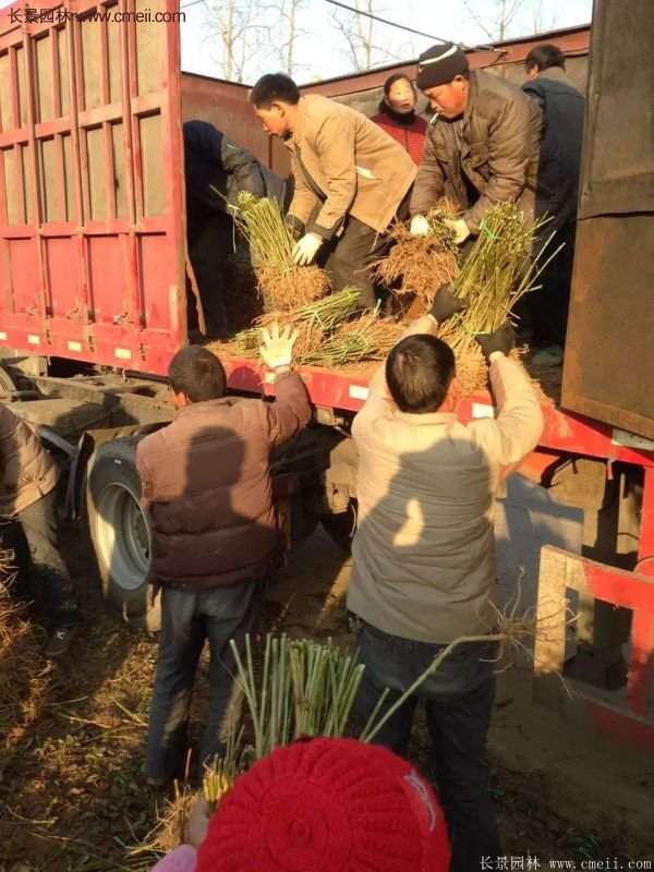 沭阳连翘苗供应 沭阳连翘苗供应