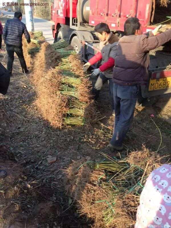 沭阳连翘苗供应 沭阳连翘苗供应