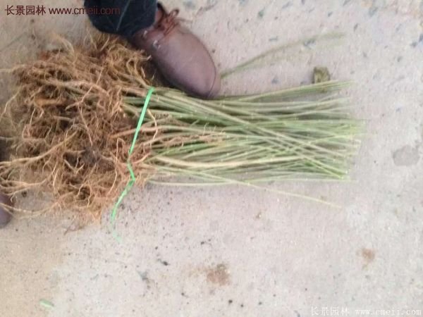 沭阳连翘苗供应 沭阳连翘苗供应