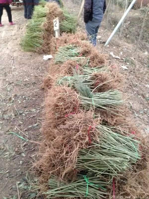 沭阳连翘苗供应 沭阳连翘苗供应