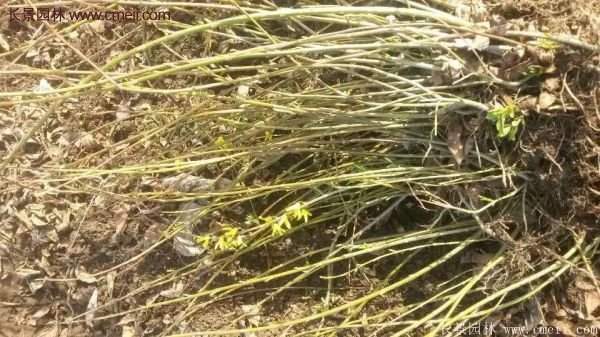沭阳连翘苗 沭阳连翘苗