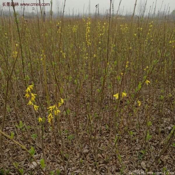 沭阳连翘基地 沭阳连翘基地