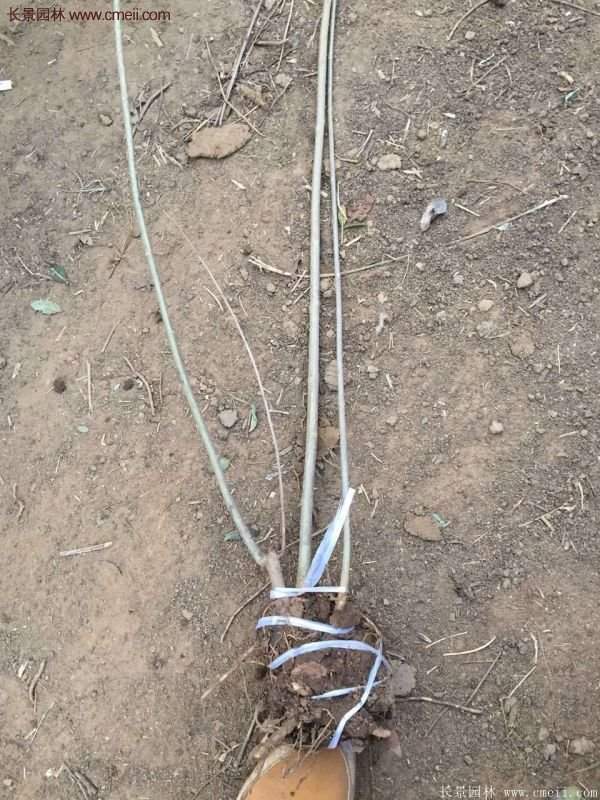 沭阳连翘基地 沭阳连翘基地