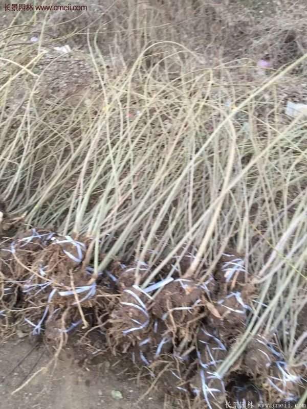 沭阳连翘基地 沭阳连翘基地
