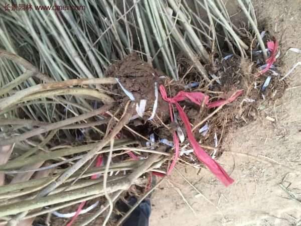 沭阳连翘基地 沭阳连翘基地