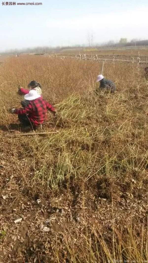 沭阳连翘的行情 沭阳连翘的行情