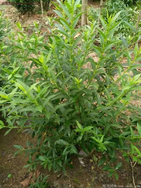 沭阳连翘价格 沭阳连翘价格