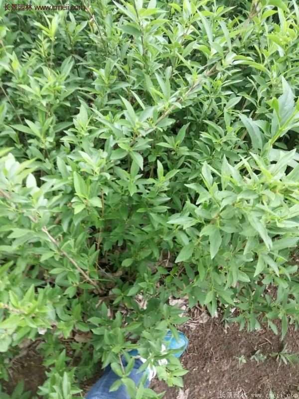 沭阳连翘价格 沭阳连翘价格