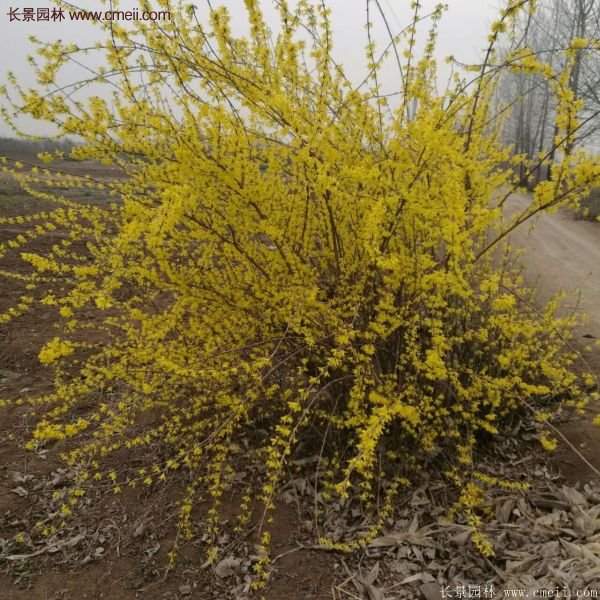 沭阳连翘价格 沭阳连翘价格