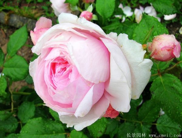 蔷薇花