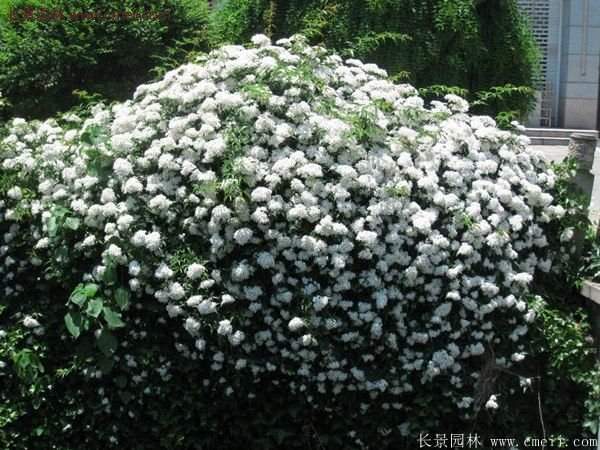 蔷薇基地的爬藤蔷薇