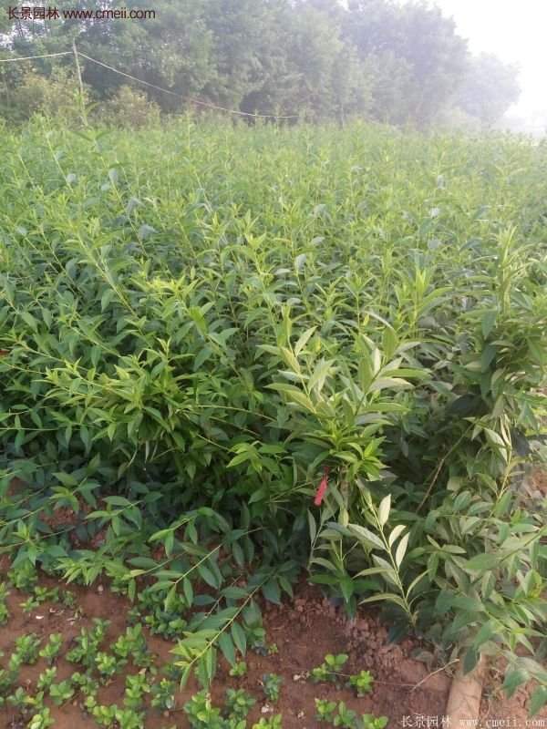 沭阳连翘的价格 沭阳连翘的价格