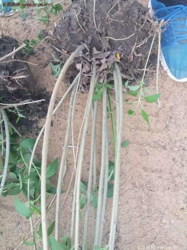 沭阳连翘的价格 沭阳连翘的价格