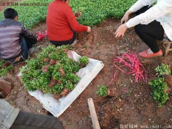 沭阳卫矛的行情 沭阳卫矛的行情