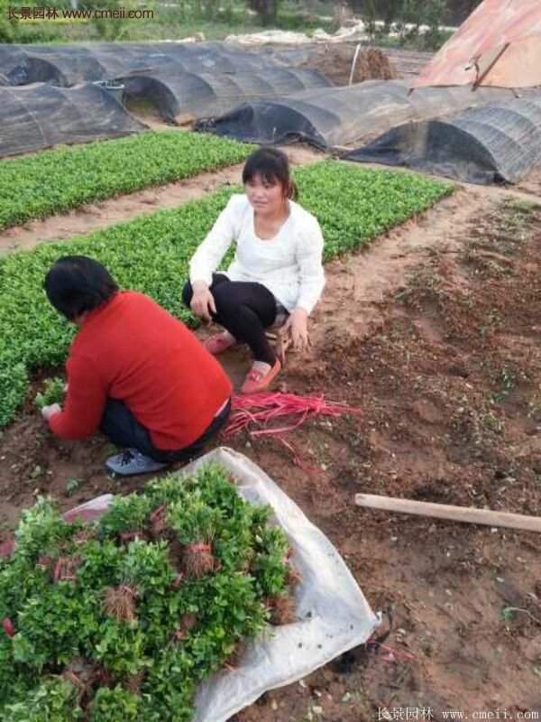 沭阳卫矛的行情 沭阳卫矛的行情