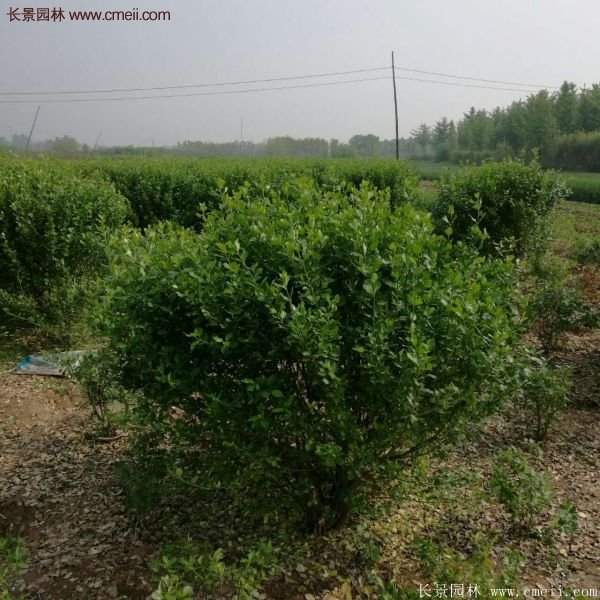 沭阳卫矛球 沭阳卫矛球