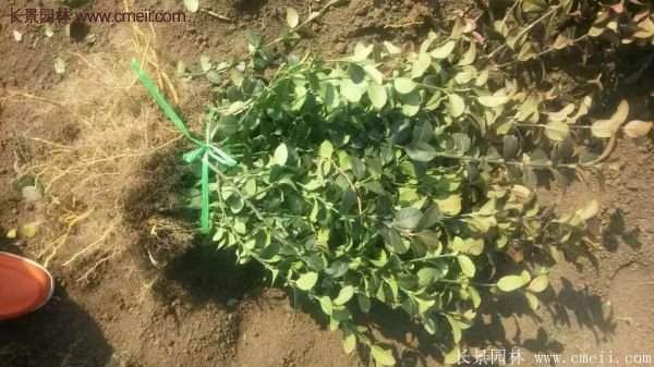 沭阳卫矛球 沭阳卫矛球