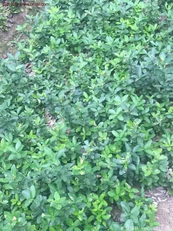 沭阳卫矛球 沭阳卫矛球