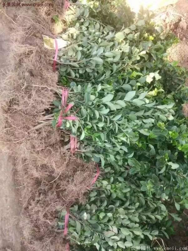 沭阳卫矛球 沭阳卫矛球