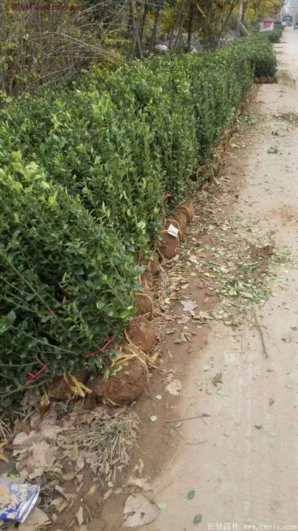 卫矛产地 卫矛产地