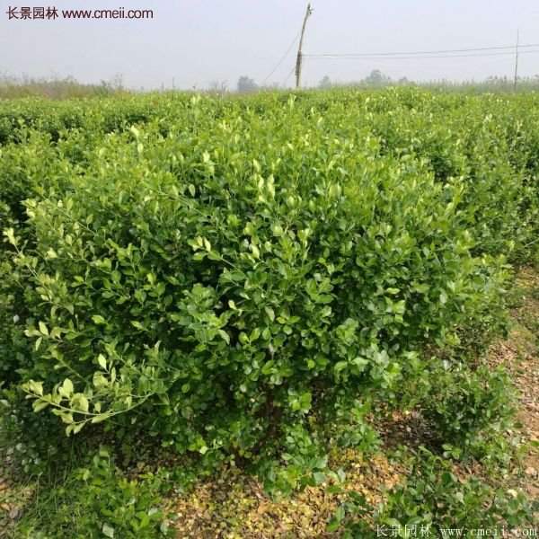 卫矛产地 卫矛产地