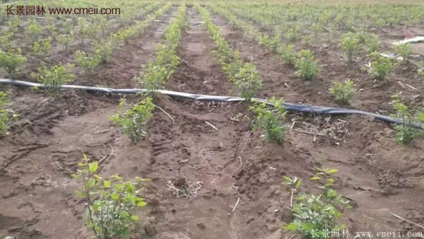 沭阳红叶卫矛 沭阳红叶卫矛
