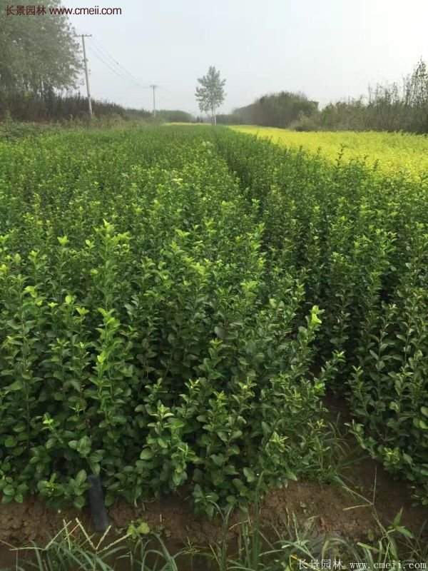沭阳卫矛球现场图片 沭阳卫矛球现场图片