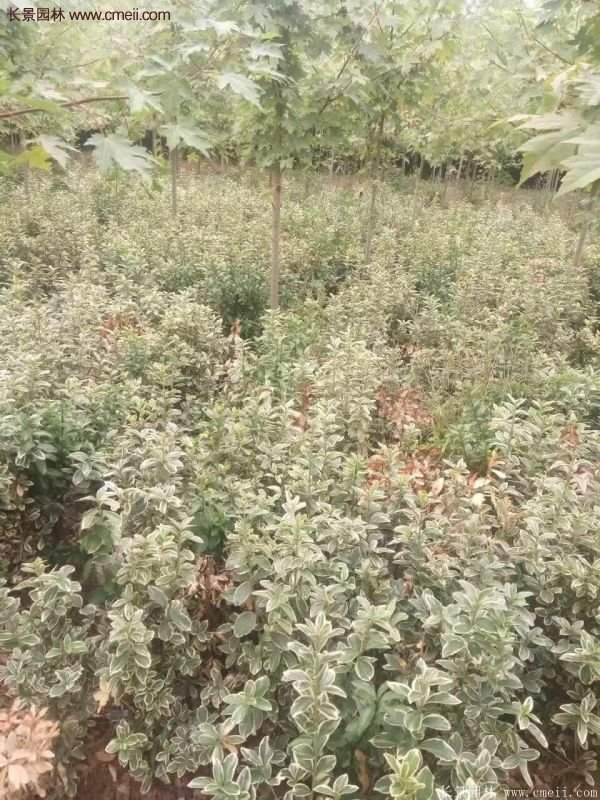 沭阳金边黄杨的价格