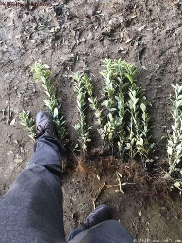 沭阳金边黄杨的价格