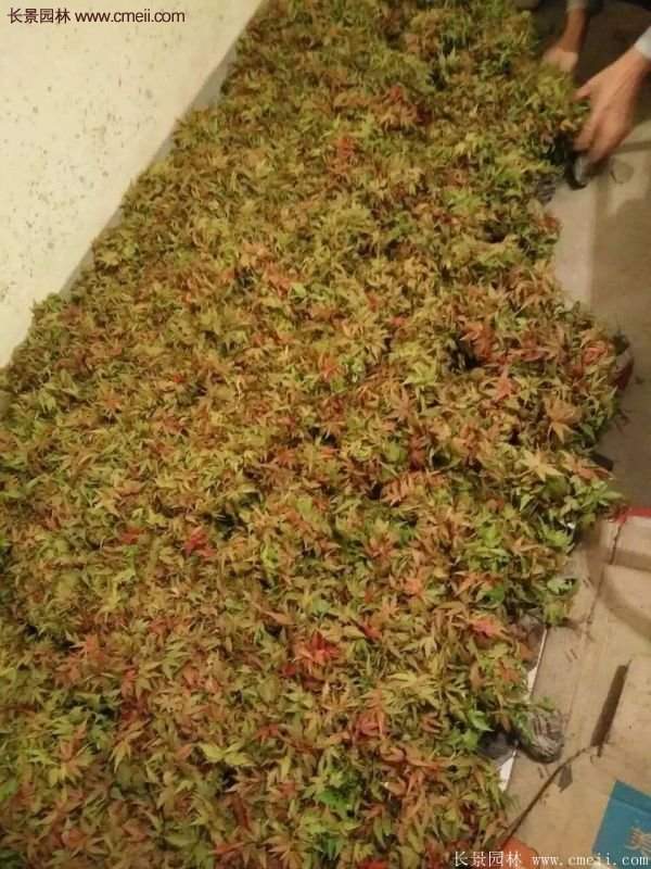 青枫树
