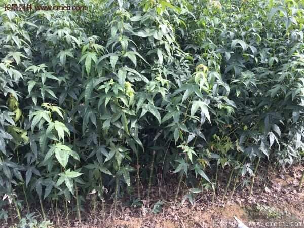 青枫树苗产地都有哪些地方?