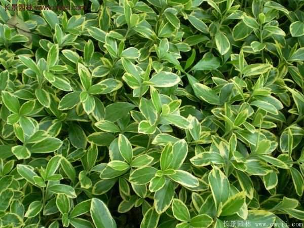 金边黄杨色块苗