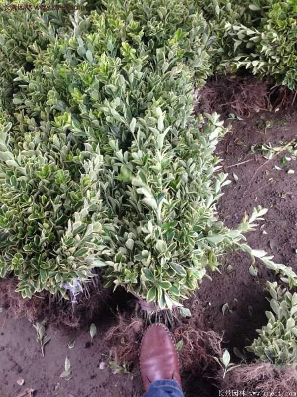 金边黄杨种植方法
