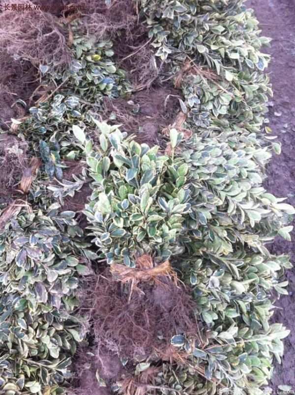 金边黄杨种植方法