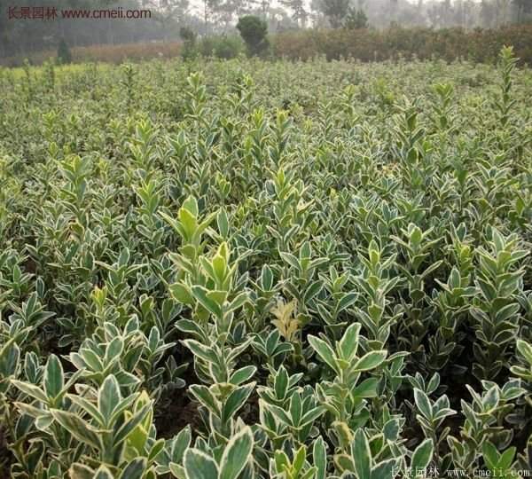金边黄杨种植方法
