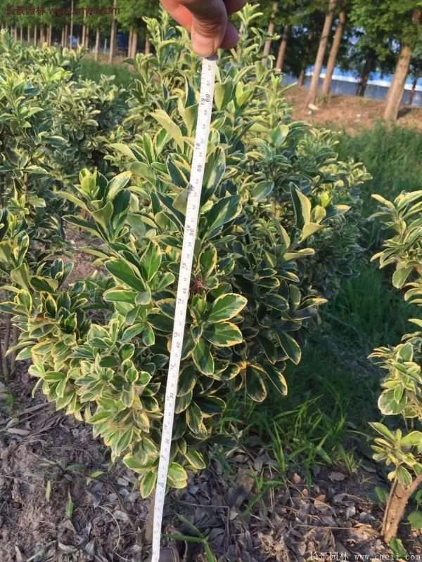 金边黄杨球的移栽 金边黄杨球的移栽