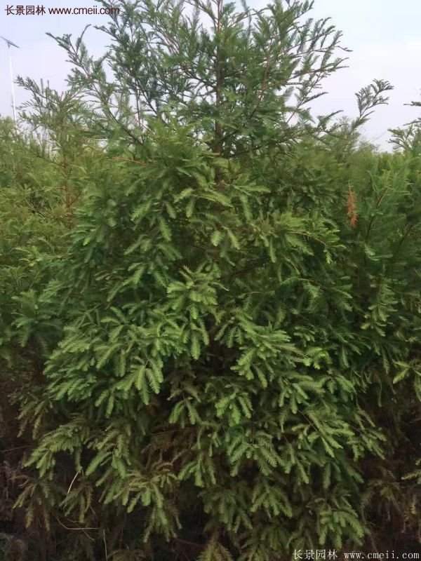 优质水杉树