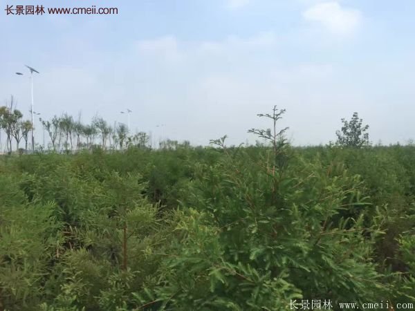 优质水杉树