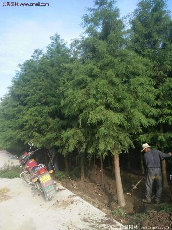 优质水杉树