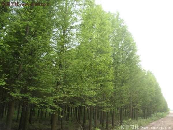 水杉树种植技术