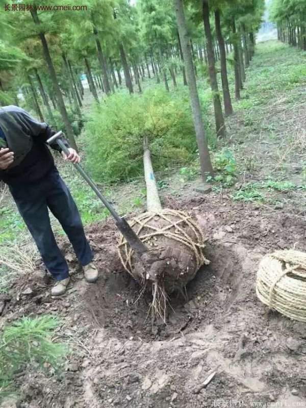 水杉树种植技术