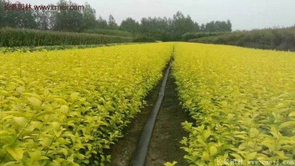 江苏沭阳的金叶女贞基地 江苏沭阳的金叶女贞基地